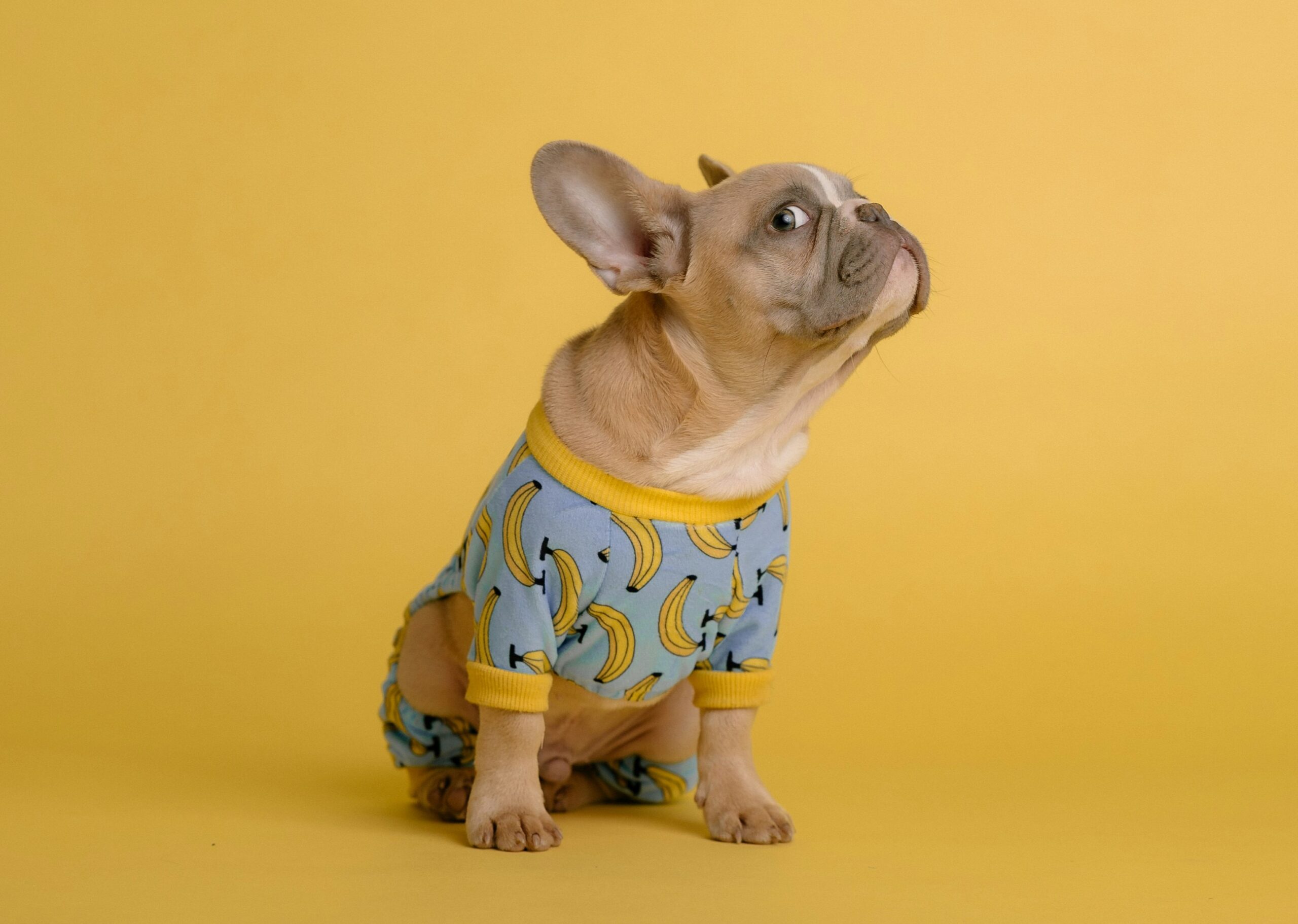 French bulldog in pajamas against yellow backdrop